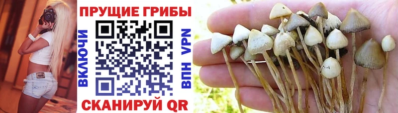 блэк спрут ссылка  где можно купить   Грозный  Галлюциногенные грибы MAGIC MUSHROOMS 